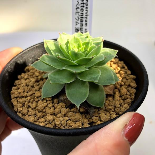 多肉植物 センペルビウム 酒中花 幅5 5ｃｍ S5732 遊恵盆栽 Yahoo 店 通販 Yahoo ショッピング