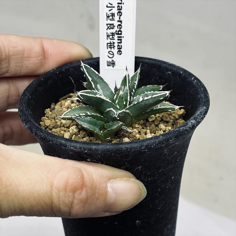多肉植物:アガベ 小型良型 笹の雪*葉幅4cm : 遊恵盆栽 Yahoo 多肉植物:アガベ 小型良型 笹の雪*葉幅4cm : 遊恵盆栽 Yahoo
