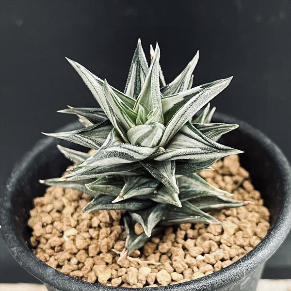 多肉植物：ハオルチア 幻の塔*葉幅4.5cm : 遊恵盆栽 Yahoo!店 - 通販