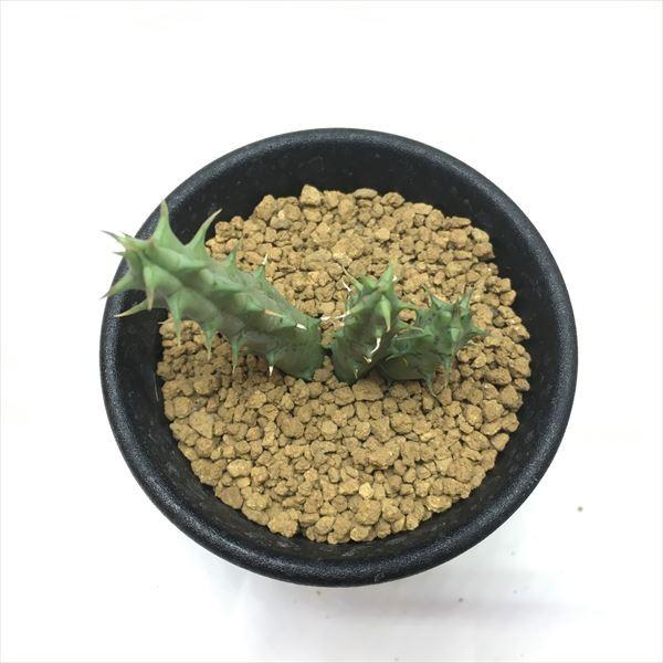 多肉植物　ガガイモ　フェルニア　抜き苗 ガガイモ フェルニア ヒストリクス 抜き苗 ラベル付き - メルカリ