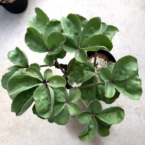 塊根植物:キフォステンマ ベティフォルメ*塊幅9cm 現品 一品 塊根植物:キフォステンマ ベティフォルメ*塊幅9cm 現品 一品
