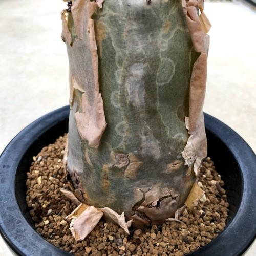 塊根植物：キフォステンマ ベティフォルメ*塊幅9cm 現品 一品限り