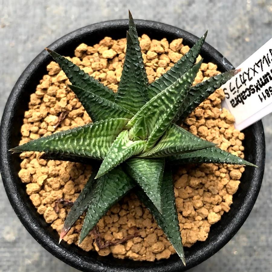 多肉植物：ハオルチア コエルマニオルム×スカブラ*S 幅7cm : 遊恵