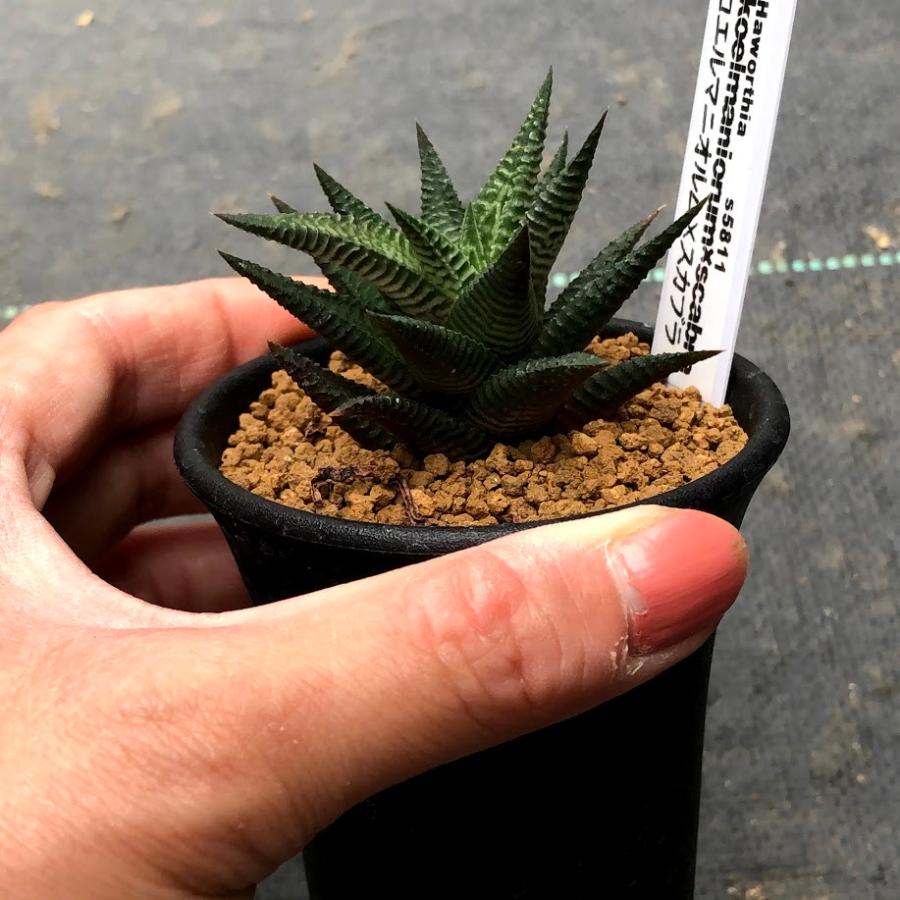 多肉植物：ハオルチア コエルマニオルム×スカブラ*S 幅7cm : 遊恵
