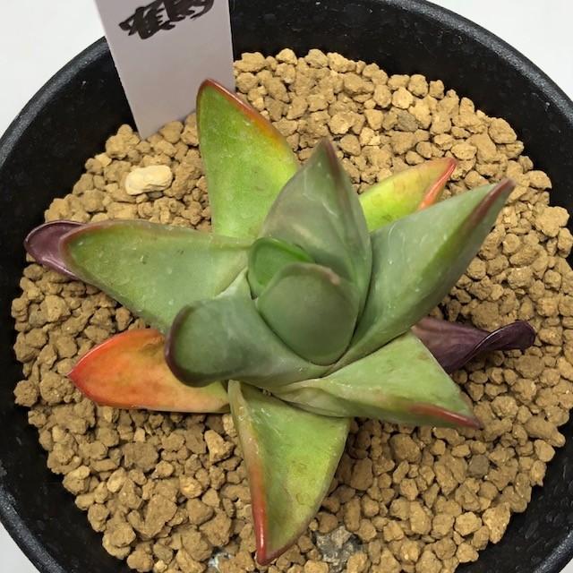 多肉植物：ハオルチア 瑞鶴*幅5cm 現品 一品限り : 遊恵盆栽 Yahoo