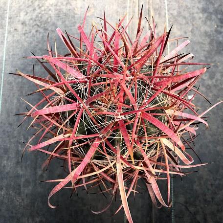 サボテン：フェロカクタス 刈穂玉*かりほぎょく 幅10cm 現品