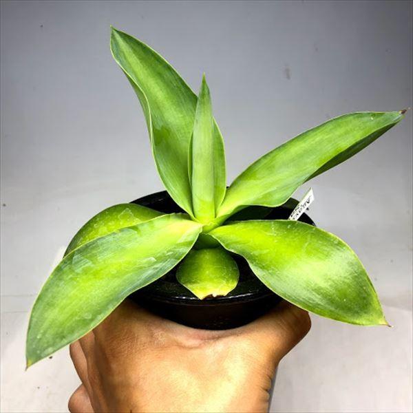アガベエレミーティアナ　観葉植物　塊根植物　多肉植物　ビザールプランツ　レアプランツ　ガーデニング　植物　グリーン　趣味　盆栽　葉　花　庭　草　インテリア　おしゃれ　飾り　園芸　 多肉植物：アガベ エレミーティアナ 'サティナ' *幅19cm【現品！一品