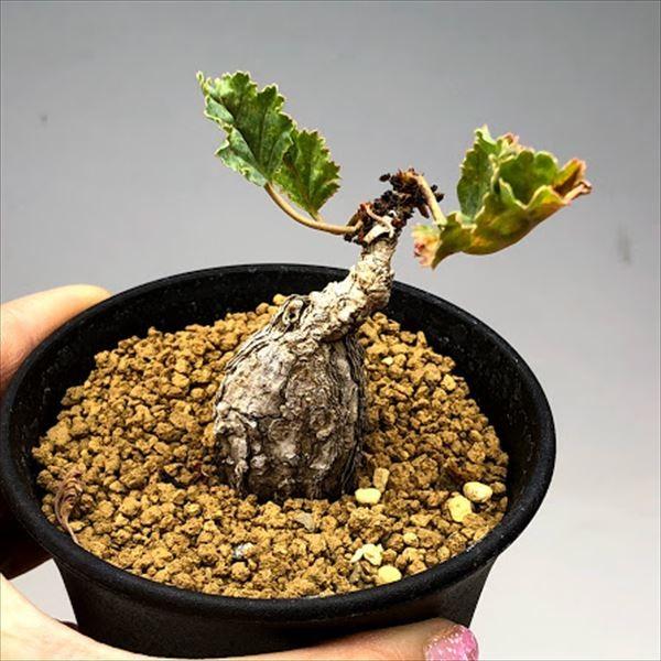 現品 一品限り サボテン 多肉植物 花 ガーデニング 多肉植物 ペラルゴニウム Sp Nov 塊根幅5ｃｍ