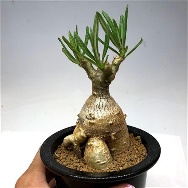 コーデックス：パキポディウム サキュレンタム 天馬空*塊根幅6.5cm