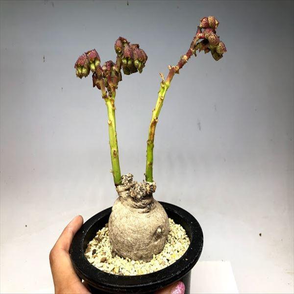 コーデックス：モナデニウム エキヌラーツム*塊根幅6.5cm 現品！一品