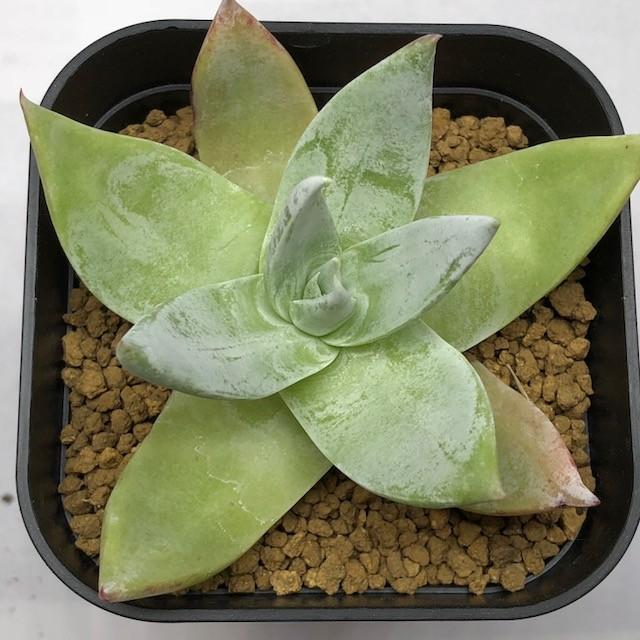 多肉植物：ダドレア 細葉仙女盃*幅8.5cm : 遊恵盆栽 Yahoo!店 - 通販