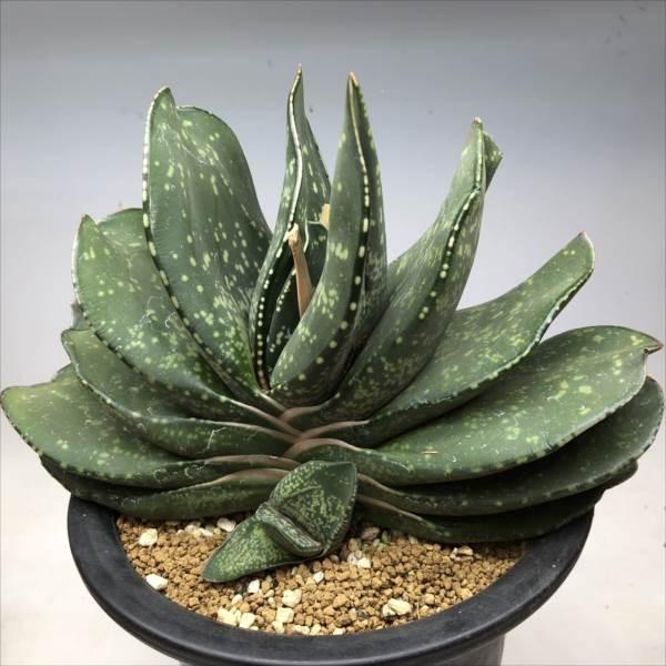 【中古品 】 多肉植物：ガステリア　臥牛　恐竜モンスター*幅23ｃｍ　現品　一品限り 【PE1576110114】(10084円)
