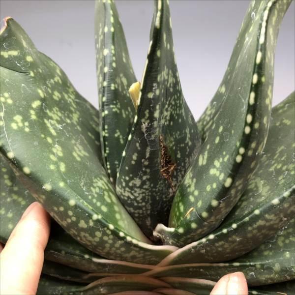 【中古品 】 多肉植物：ガステリア　臥牛　恐竜モンスター*幅23ｃｍ　現品　一品限り 【PE1576110114】(10084円)