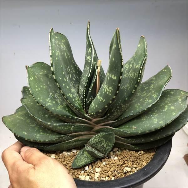 【中古品 】 多肉植物：ガステリア　臥牛　恐竜モンスター*幅23ｃｍ　現品　一品限り 【PE1576110114】(10084円)