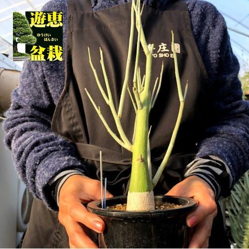 塊根植物:アデニア ペチュエリー*幅15cm 現品!一品限り : 遊恵 塊根植物:アデニア ペチュエリー*幅15cm 現品!一品限り : 遊恵
