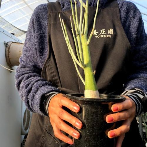d*i様 R21Adenia pechuelii アデニア　ペチュエリー塊根植物 塊根植物：アデニア ペチュエリー*幅15cm 現品！一品限り : 遊恵盆栽