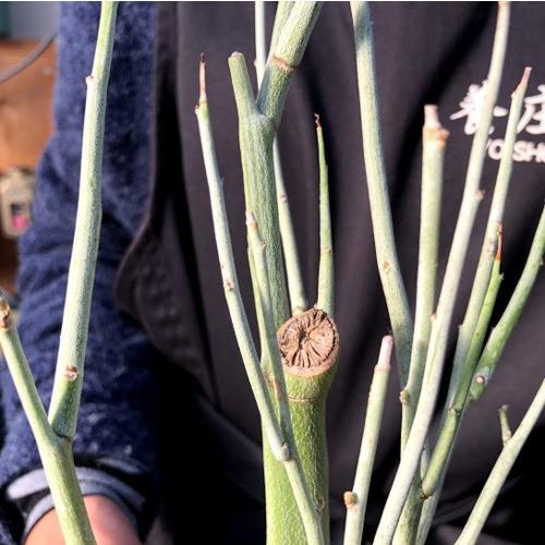 塊根植物：アデニア ペチュエリー*幅15cm 現品！一品限り : 遊恵盆栽