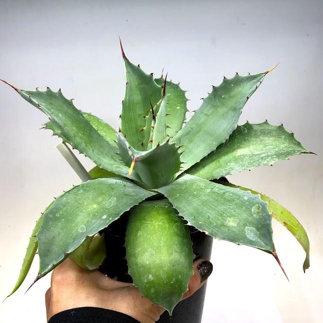 多肉植物：アガベ ナサビオラム*幅18cm : 遊恵盆栽 Yahoo!店 - 通販