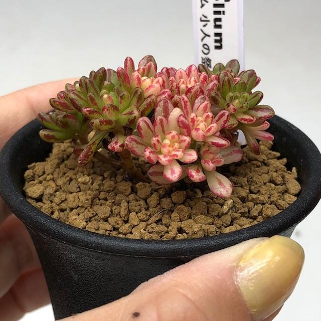 多肉植物:アエオニウム 小人の祭り錦*幅4.5cm 現品 一品限り 多肉植物:アエオニウム 小人の祭り錦*幅4.5cm 現品 一品限り