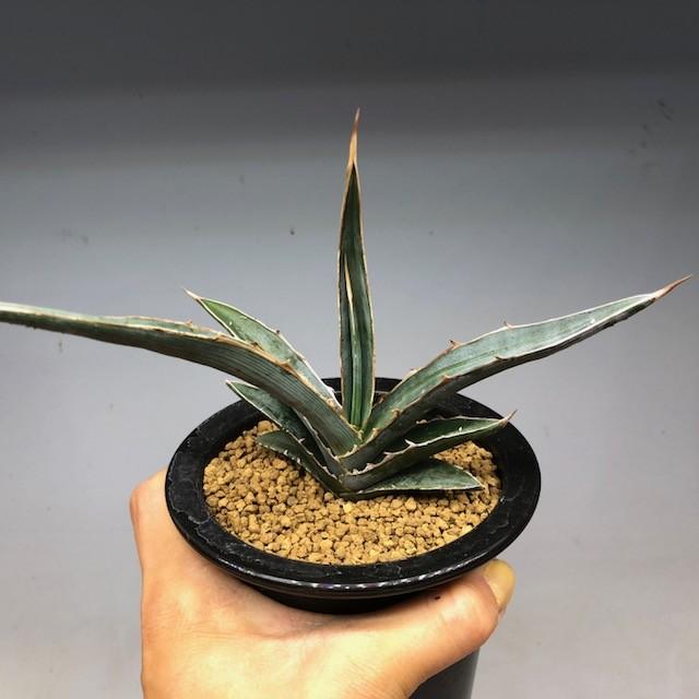 多肉植物：アガベ キシロナカンサ ヒルダゴ*幅16cm 現品 一品限り
