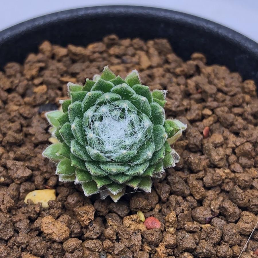 多肉植物 センペルビウム 巻絹 幅5ｃｍ S6066 遊恵盆栽 Yahoo 店 通販 Yahoo ショッピング