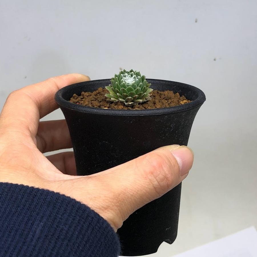 多肉植物：センペルビウム　巻絹*幅2ｃｍ｜y-bonsai｜03