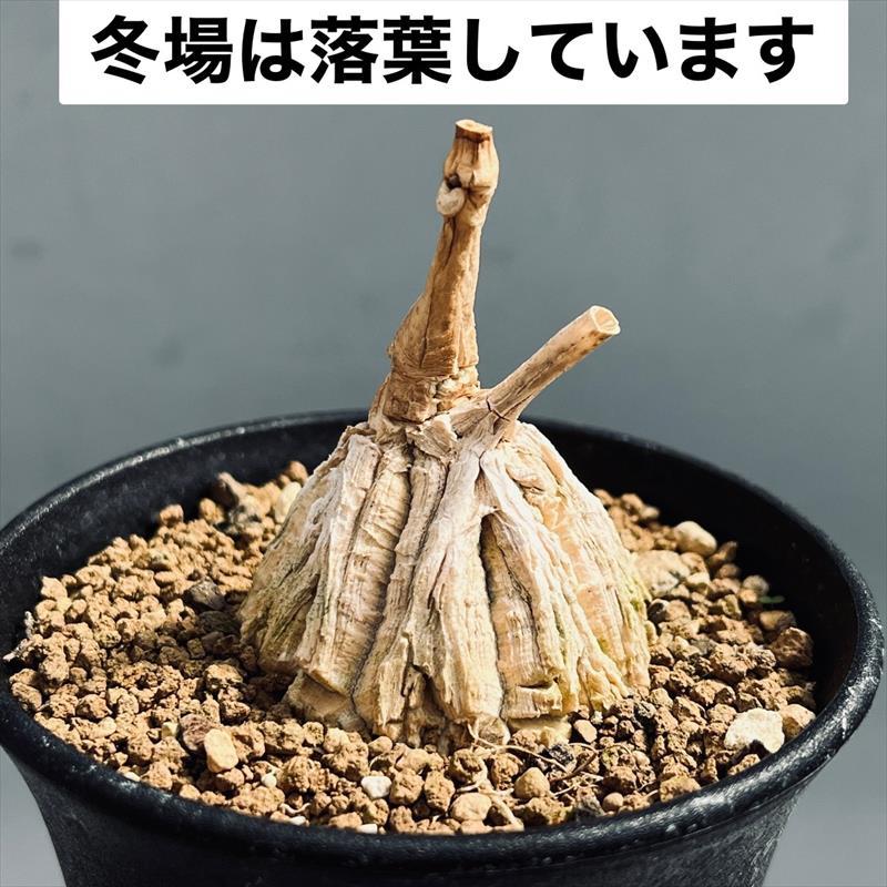 マテレア　シクロフォラ　実生 コーデックス：マテレア シクロフィラ 実生*M 塊根幅4.5cm