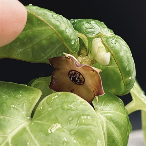 コーデックス：マテレア シクロフィラ 実生*M 塊根幅4.5cm