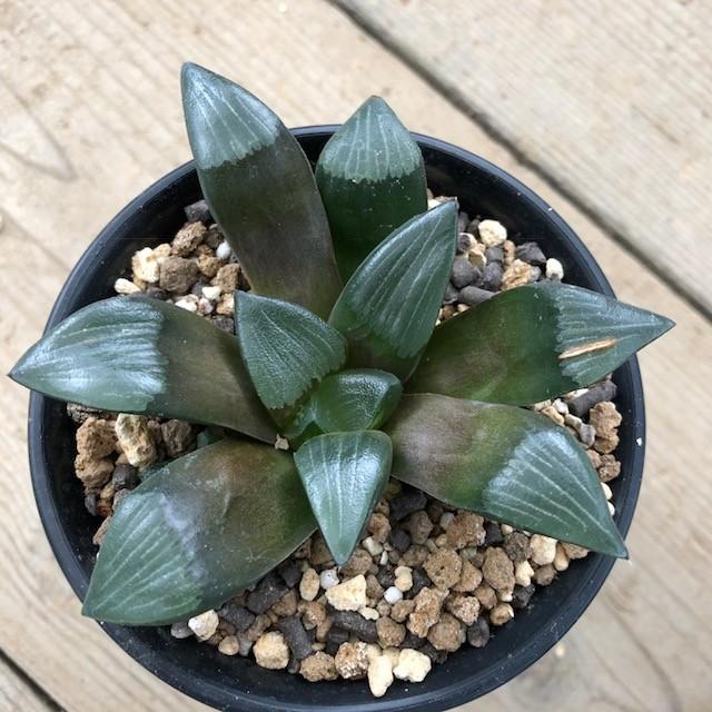多肉植物：ハオルチア スプリング交配種*幅11cm 現品 一品限り : 遊恵