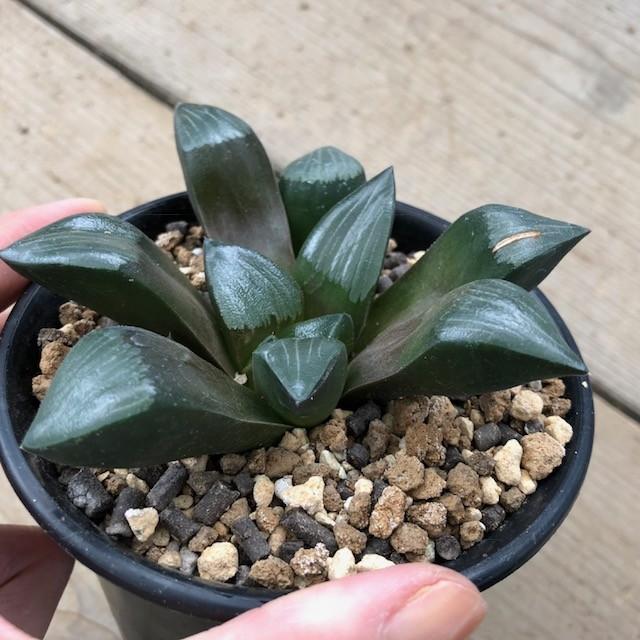 多肉植物：ハオルチア スプリング交配種*幅11cm 現品 一品限り : 遊恵