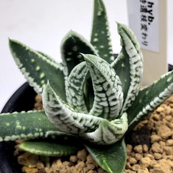 多肉植物：ハオルチア 皇帝*幅5.5cm : 遊恵盆栽 Yahoo!店 - 通販