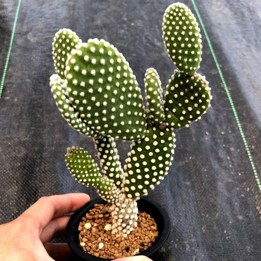 ウチワサボテン：バニーカクタス 銀小判*幅11cm : 遊恵盆栽 Yahoo!店