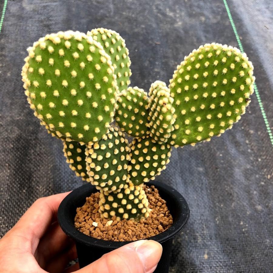 ウチワサボテン：バニーカクタス 金烏帽子*幅14cm : 遊恵盆栽 Yahoo