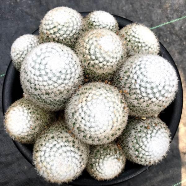 サボテン：マミラリア 希望丸*幅18cm 現品！一品限り 希望丸(きぼう