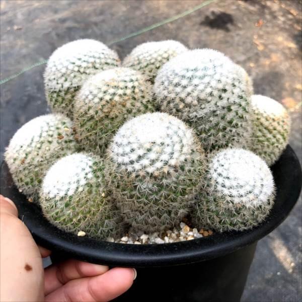 サボテン：マミラリア 希望丸*幅18cm 現品！一品限り