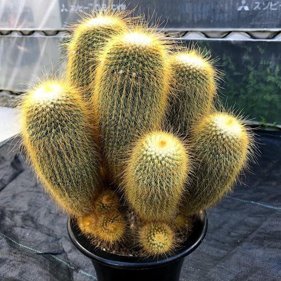 サボテン：エリオカクタス ワラシー*幅19cm 現品 一品限り