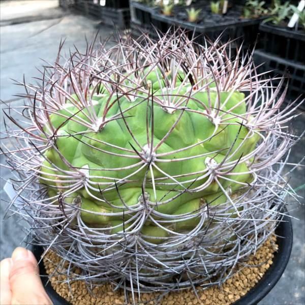 サボテン：ギムノカリキウム 新世界*幅16cm 現品 一品限り : 遊恵