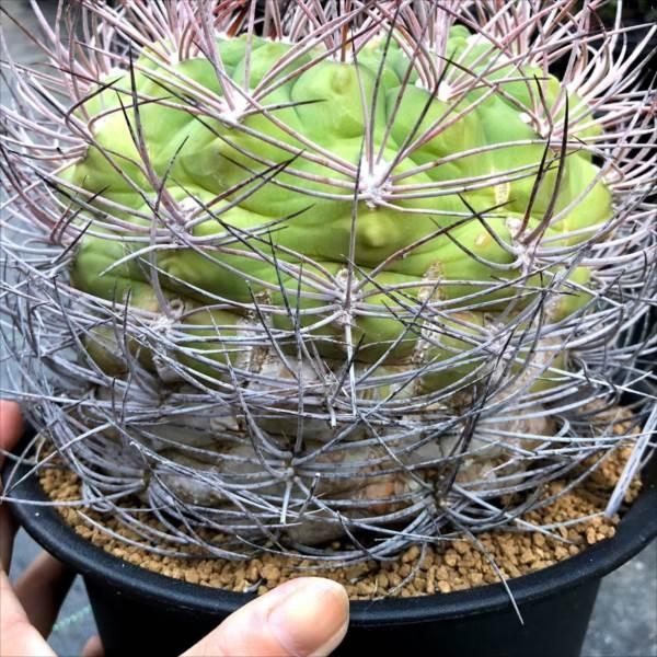 ギムノカリキウム苗 サボテン：ギムノカリキウム 新世界*幅16cm 現品 一品限り : 遊恵