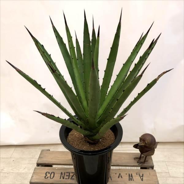 多肉植物：アガベ カールウィンスキー*幅35cm 現品 一品限り 種子