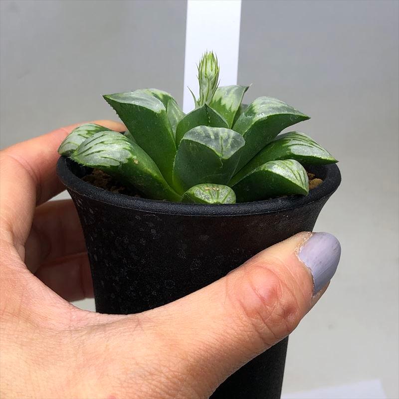 多肉植物：ハオルチア 白夜ムチカ*幅7.5cm : 遊恵盆栽 Yahoo!店 - 通販
