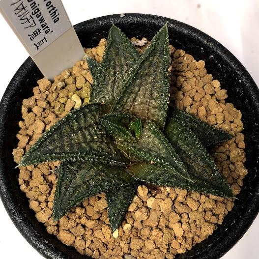 多肉植物：ハオルチア 鬼瓦*幅4cm : 遊恵盆栽 Yahoo!店 - 通販 - Yahoo