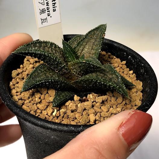 多肉植物：ハオルチア 鬼瓦*幅4cm : 遊恵盆栽 Yahoo!店 - 通販 - Yahoo