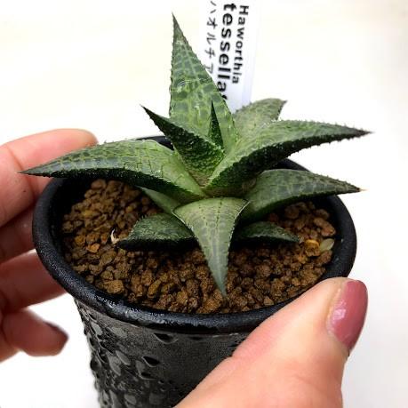多肉植物 ハオルチア 竜鱗 ｓ 幅7ｃｍ S6249 遊恵盆栽 Yahoo 店 通販 Yahoo ショッピング