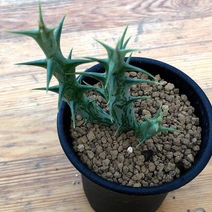 多肉植物 ガガイモ カラルマ 黒竜角 幅6ｃｍ S6253 遊恵盆栽 Yahoo 店 通販 Yahoo ショッピング