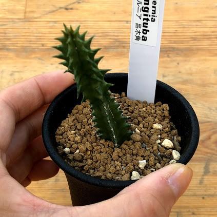 多肉植物：ガガイモ フェルニア ロンギツバ 呂木角*幅2cm : 遊恵盆栽