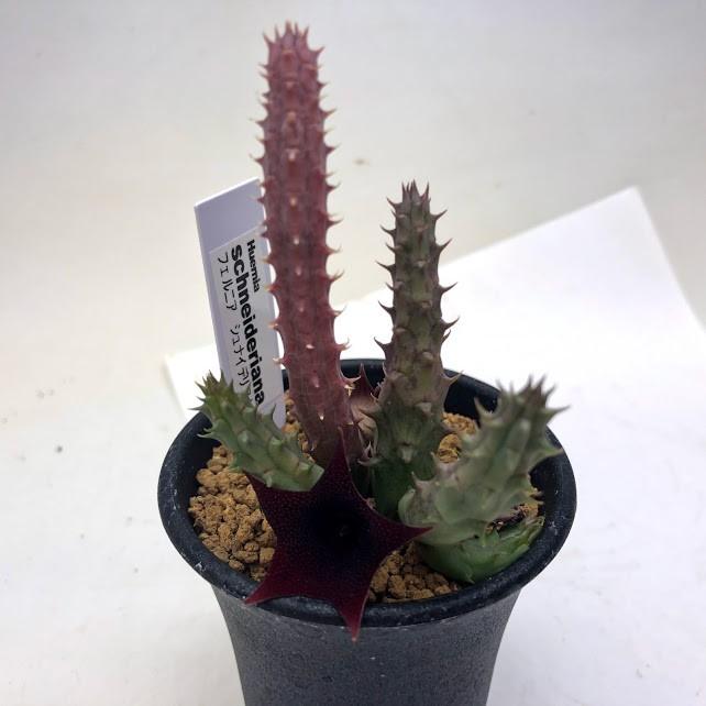 多肉植物 ガガイモ フェルニア スネイデリアナ 青鬼角 幅5ｃｍ S6259 遊恵盆栽 Yahoo 店 通販 Yahoo ショッピング
