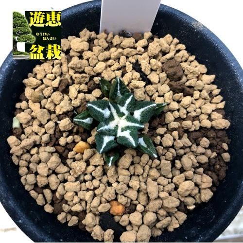 サボテン：アリオカルプス 黒牡丹 実生*S 幅2.5cm : 遊恵盆栽 Yahoo