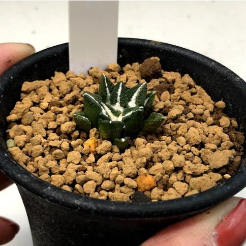 サボテン：アリオカルプス 黒牡丹 実生*S 幅2.5cm : 遊恵盆栽 Yahoo