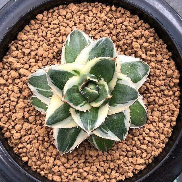 多肉植物：アガベ　ピンキー*幅6ｃｍ　現品　一品限り