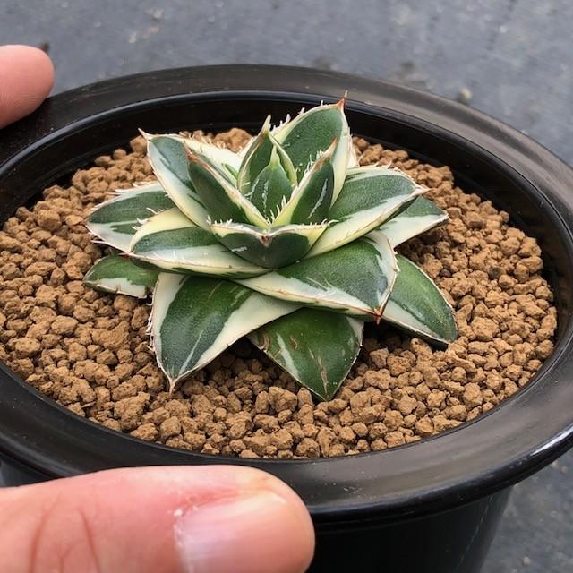 【タイムセール】 多肉植物：アガベ　ピンキー*幅6ｃｍ　現品　一品限り 【XUR1932041438】(70400円)